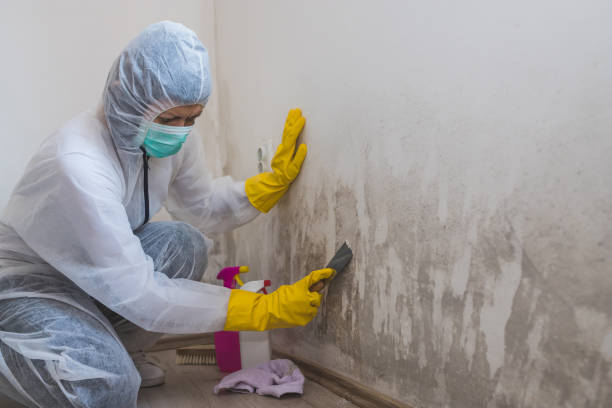 Best Mold Remediation  in Comstock Park, MI