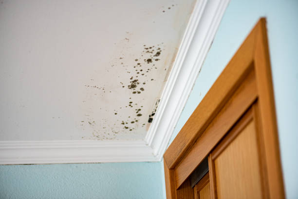 Best Same-Day Mold Removal  in Comstock Park, MI