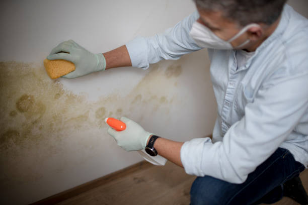 Best Black Mold Removal  in Comstock Park, MI